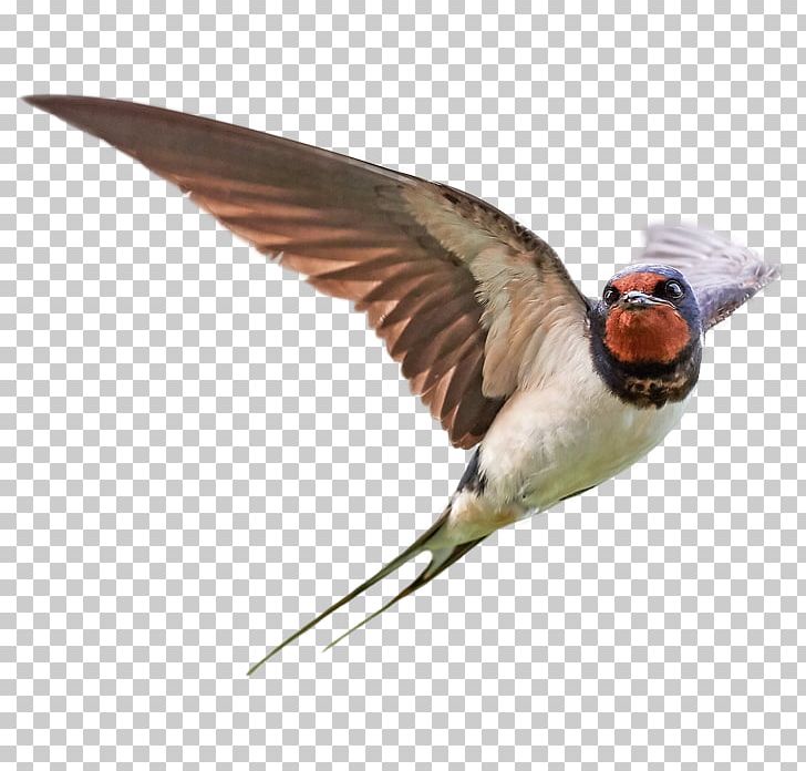 Bird Barn Swallow Stock Photography PNG, Clipart, Animals, Barn, Barn Swallow, Beak, Bird Free PNG Download