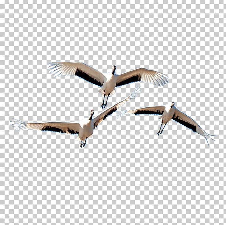 Bird Crane Beak Goose Cygnini PNG, Clipart, Anatidae, Beak, Big, Big Ben, Big Burger Free PNG Download