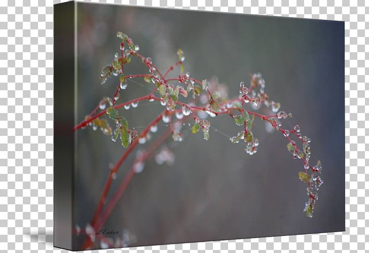 Cherry Blossom Flower Twig Plant PNG, Clipart, Blossom, Branch, Cherry, Cherry Blossom, Flora Free PNG Download