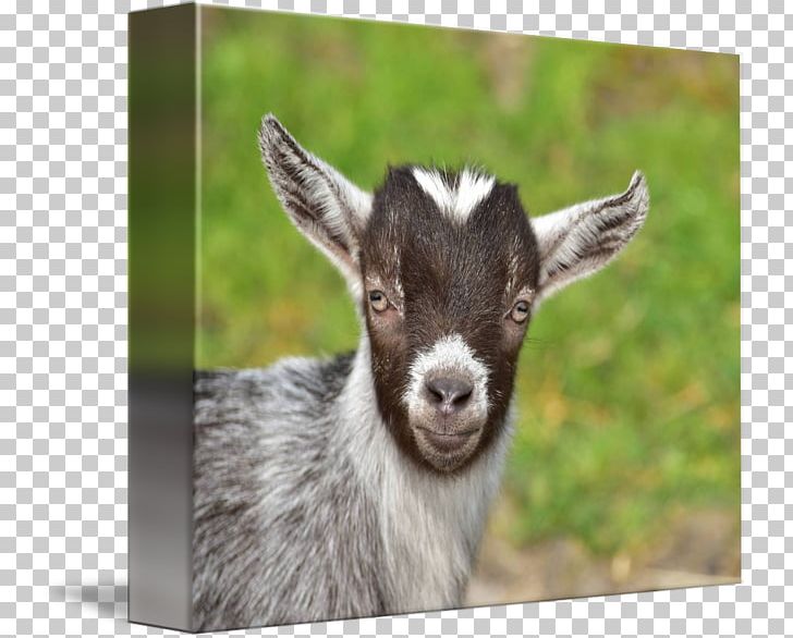 Goat Livestock Farm Herd Agriculture PNG, Clipart, Agriculture, Animals, Baby Goat, Child, Cow Goat Family Free PNG Download