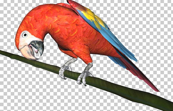 Budgerigar Macaw Parrot Bird Parakeet PNG, Clipart, Animal, Animals, Beak, Bird, Budgerigar Free PNG Download