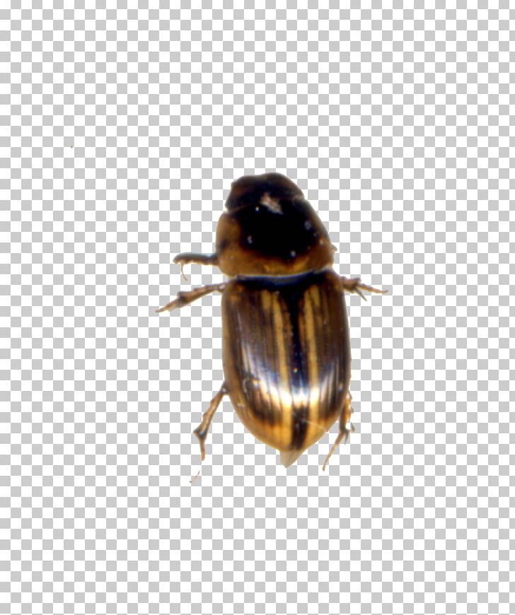 Bumblebee Dung Beetle Weevil PNG, Clipart, Arthropod, Bee, Beetle, Bumblebee, Dung Free PNG Download