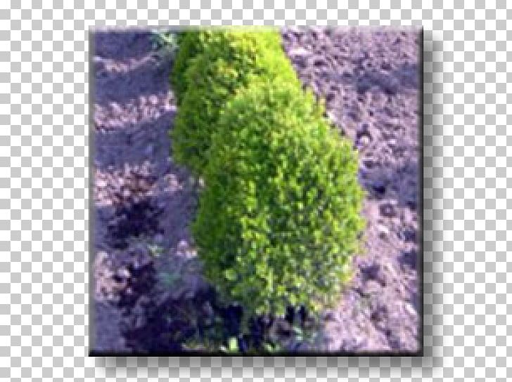 Buxus Sempervirens Бордюр Shrub Evergreen Ornamental Plant PNG, Clipart, Biome, Box, Buxus, Buxus Sempervirens, Ecosystem Free PNG Download