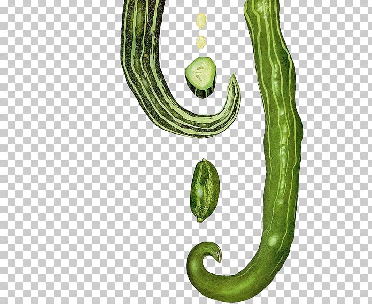 Cucumber Body Jewellery Plant Stem Font PNG, Clipart, Body Jewellery, Body Jewelry, Cucumber, Food, Jewellery Free PNG Download