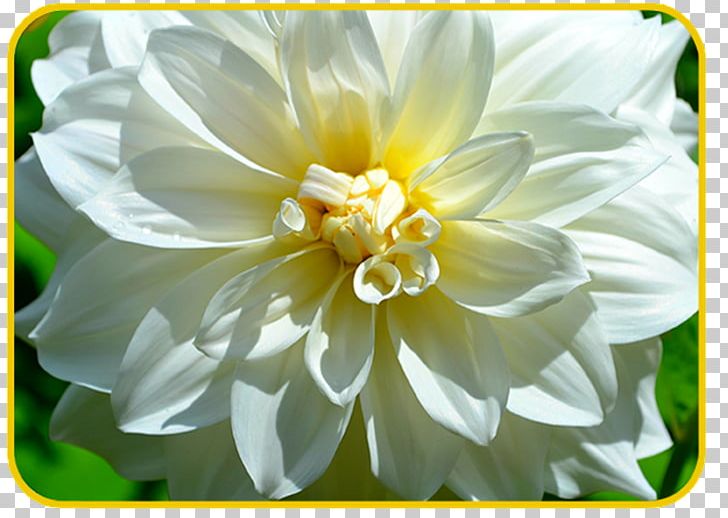 Dahlia A Tough Morning Yellow Green Flower PNG, Clipart, Annual Plant, Aster, Clothing, Dahlia, Daisy Family Free PNG Download