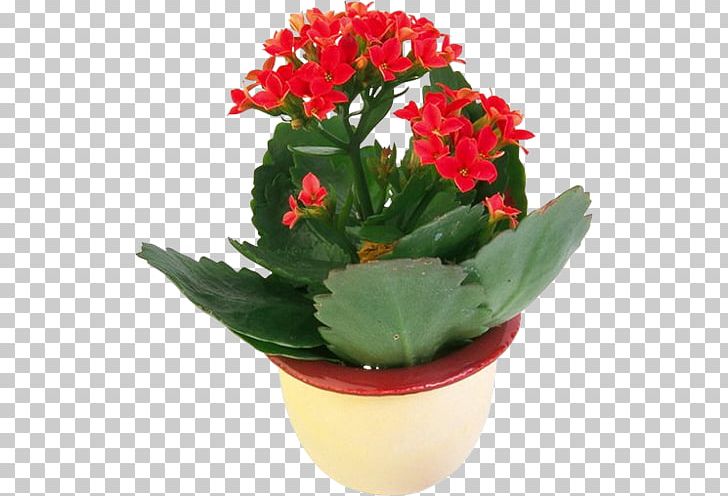 Flowerpot Photography PNG, Clipart, Advanced Photoshop, Annual Plant, Cut Flowers, Flower, Flowering Plant Free PNG Download