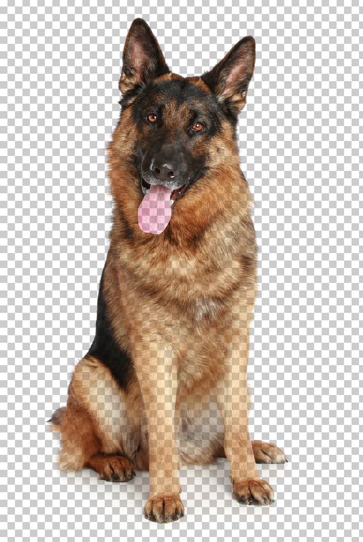 German Shepherd Golden Retriever Portable Network Graphics Puppy PNG, Clipart, Animals, Carnivoran, Computer Icons, Dog, Dog Breed Free PNG Download