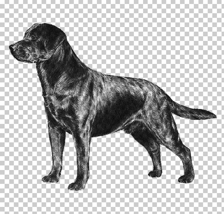 Labrador Retriever Puppy American Kennel Club Hunt Test PNG, Clipart, American Kennel Club, Animals, Black And White, Borador, Bre Free PNG Download