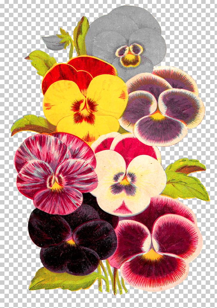Pansy Violet Flower PNG, Clipart, Edible Flower, Floral Design, Flower, Flowering Plant, Herbaceous Plant Free PNG Download