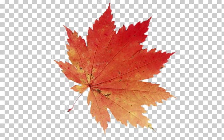 Acer Shirasawanum Japanese Maple Acer Japonicum Maple Leaf PNG, Clipart, Acer Japonicum, Acer Shirasawanum, Android Application Package, Autumn, Autumn Leaf Free PNG Download