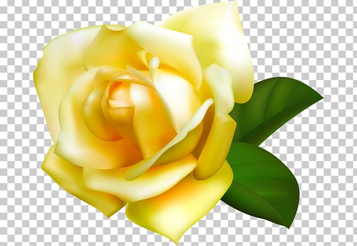 Beach Rose Yellow Garden Roses Flower PNG, Clipart, Beach Rose, Color, Computer Wallpaper, Cut Flowers, Desktop Wallpaper Free PNG Download