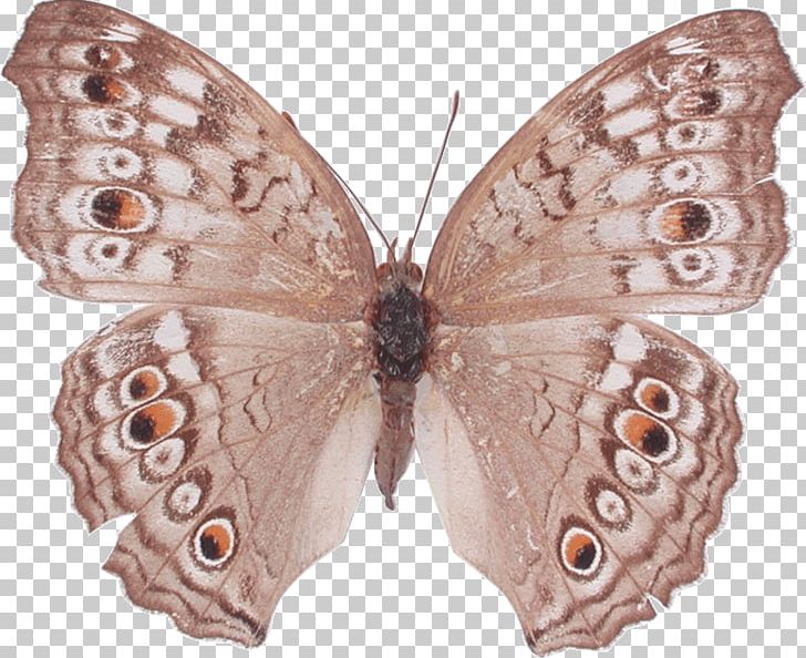 Brush-footed Butterflies Butterfly Atlas Moth Insect PNG, Clipart, Arthropod, Brush Footed Butterfly, Buckeyes, Butterflies And Moths, Butterfly Free PNG Download