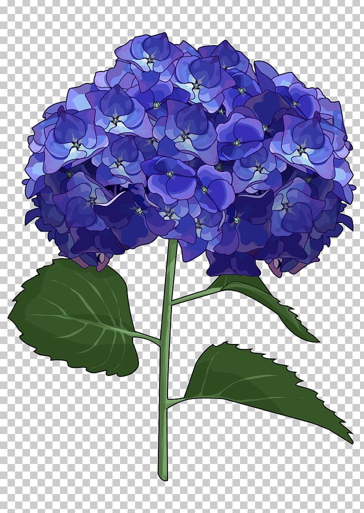 French Hydrangea Cut Flowers Drawing PNG, Clipart, Annual Plant, Blue, Common Sunflower, Cornales, Cut Flowers Free PNG Download
