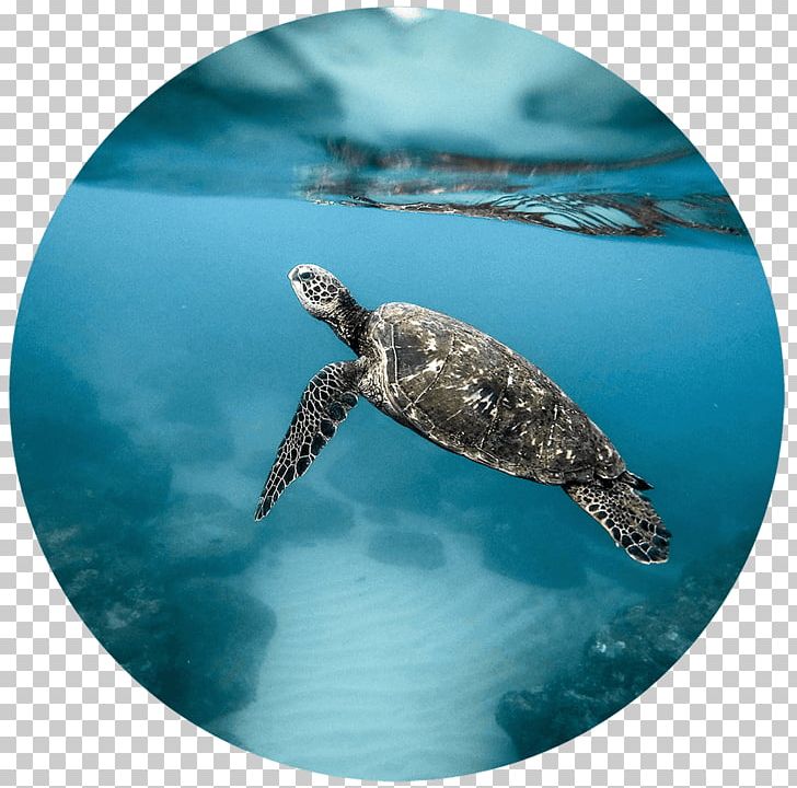 Green Sea Turtle Coral Sea PNG, Clipart, Animals, Aqua, Blue Planet, Blue Planet Ii, Coral Sea Free PNG Download