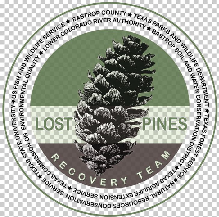 Pine Family Conifer Cone Prague Panthers PNG, Clipart, Conifer, Conifer Cone, Label, Material, Others Free PNG Download