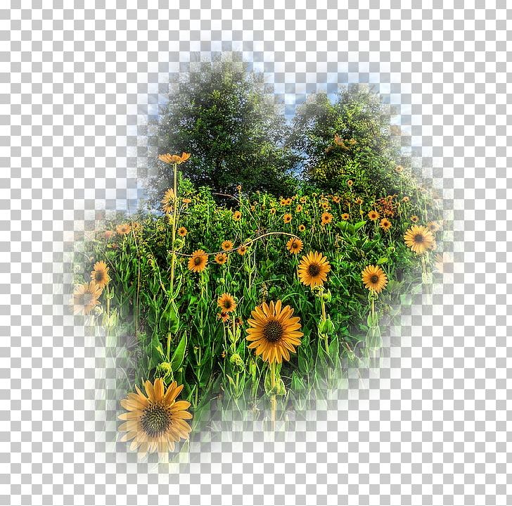 Dandelion Common Sunflower Annual Plant Wildflower PNG, Clipart, Annual Plant, Aster, Common Sunflower, Daisy, Daisy Family Free PNG Download