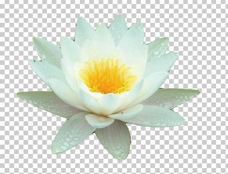 Nelumbo Nucifera Cimbalom Water PNG, Clipart, Aquatic Plant, Background White, Beautiful, Beautiful Lotus, Black White Free PNG Download