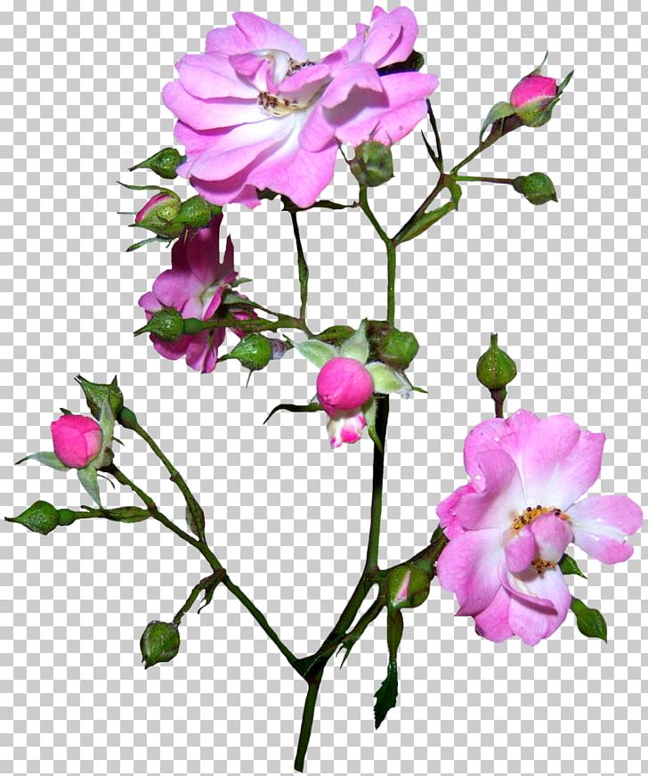 Flower Drawing Painting PNG, Clipart, Annual Plant, Art, Blume, Branch, Cut Flowers Free PNG Download