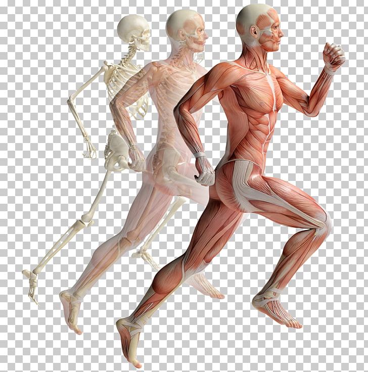 Muscular System Human Musculoskeletal System Muscle Human Body Anatomy PNG, Clipart, Abdomen, Anatomy, Arm, Chest, Figurine Free PNG Download
