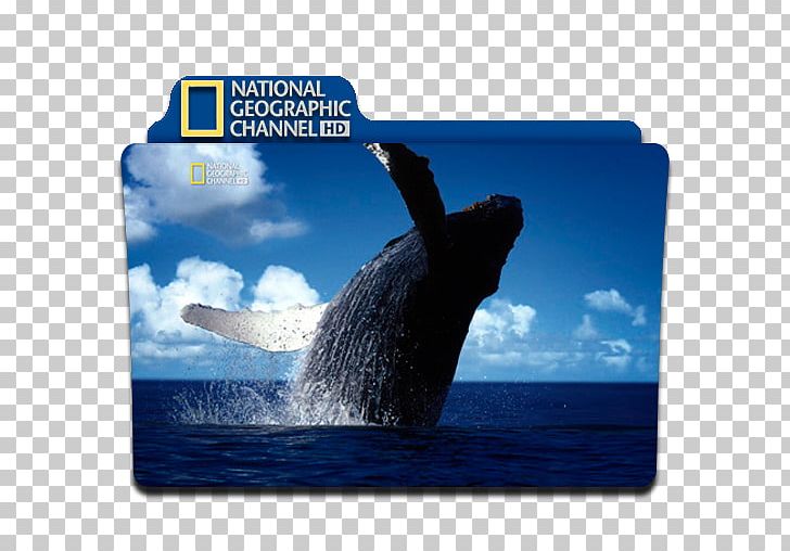 National Geographic Computer Icons High-definition Television PNG, Clipart, Computer Icons, Dolphin, Fin, Freeview, Highdefinition Television Free PNG Download