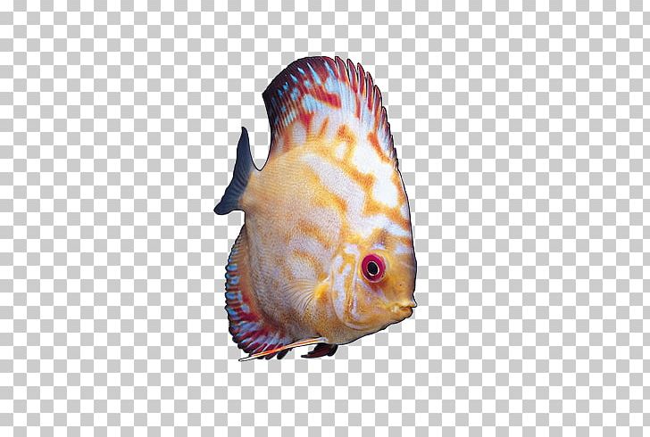 Ornamental Fish Angelfish Tropical Fish PNG, Clipart, Animals, Animation, Beautiful, Beautiful Fish Pictures, Benthic Free PNG Download