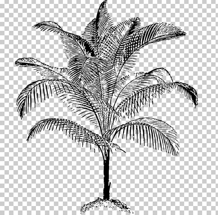 Arecaceae Drawing Coconut PNG, Clipart, Arecaceae, Arecales, Black And White, Branch, Cartoon Free PNG Download