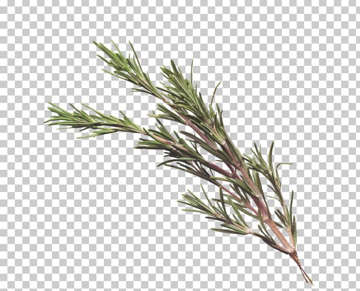 Sweet Grass Rosemary Health Arizona Aromatherapy PNG, Clipart, Arizona, Aromatherapy, Book, Branch, Grass Free PNG Download