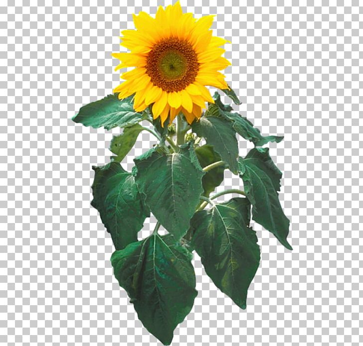 Common Sunflower Sunflower Seed PNG, Clipart, Annual Plant, Common Sunflower, Daisy Family, Desktop Wallpaper, Download Free PNG Download