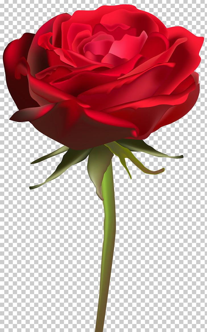 Cut Flowers Garden Roses PNG, Clipart, Artificial Flower, Centifolia Roses, Color, Cut Flowers, Floral Design Free PNG Download