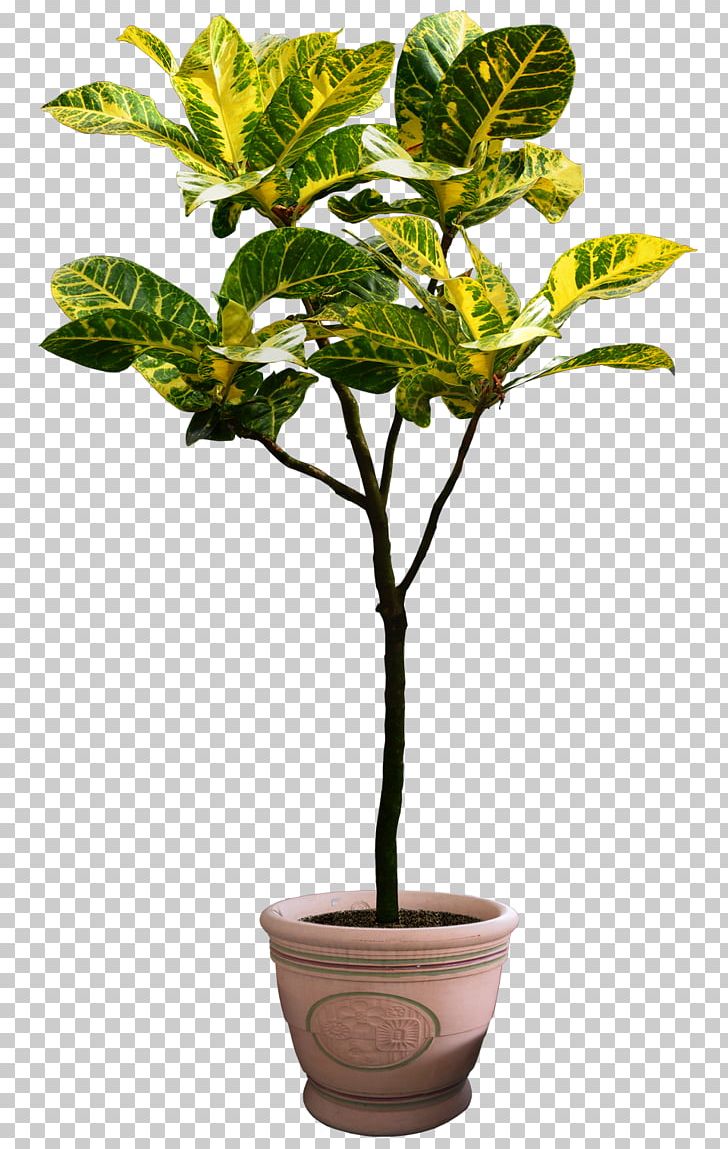 Houseplant Tree Flowerpot PNG, Clipart, Beautiful, Branch, Dracaena, Evergreen, Flower Free PNG Download