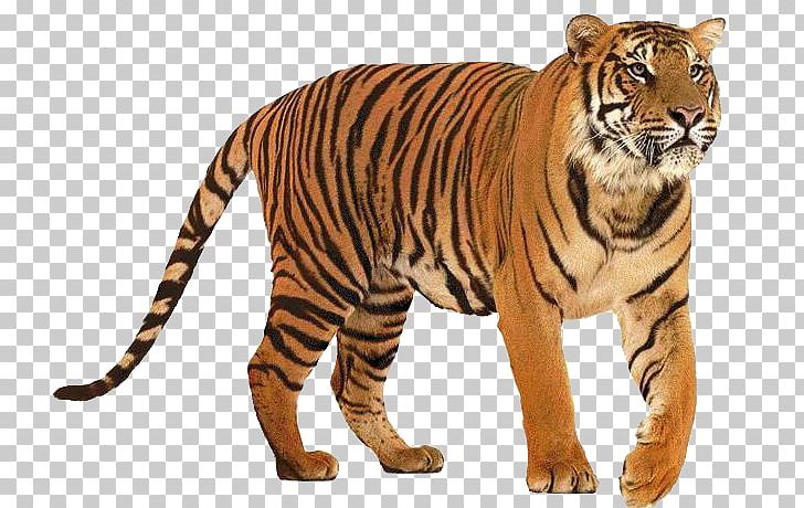 Siberian Tiger Bengal Tiger PNG, Clipart, Animal, Animal Figure, Animation, Bengal Tiger, Big Cat Free PNG Download