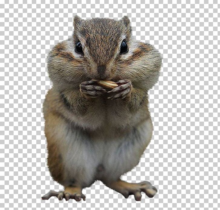 Squirrel Desktop Cuteness Chipmunk PNG, Clipart, Animal, Animals, Blog, Chipmunk, Cuteness Free PNG Download