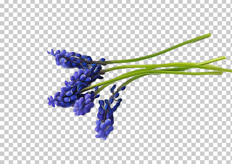 Spring Flower Spring Floral Flowers PNG, Clipart, Delphinium, English Lavender, Flower, Flowers, Grape Hyacinth Free PNG Download