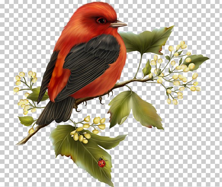 Bird Parrot PNG, Clipart, Beak, Bird, Bird Flight, Birds, Black Bird Free PNG Download
