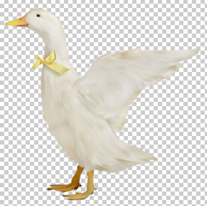 Duck Domestic Goose PNG, Clipart, Animals, Beak, Bird, Bow, Chicken Free PNG Download