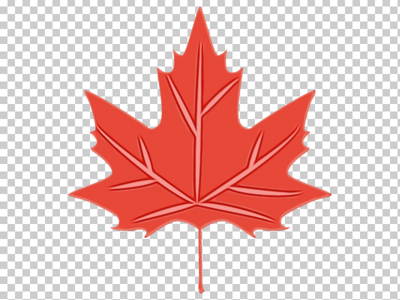 Maple Leaf PNG, Clipart, Color, Drawing, Flag Of Canada, Leaf, Maple Free PNG Download