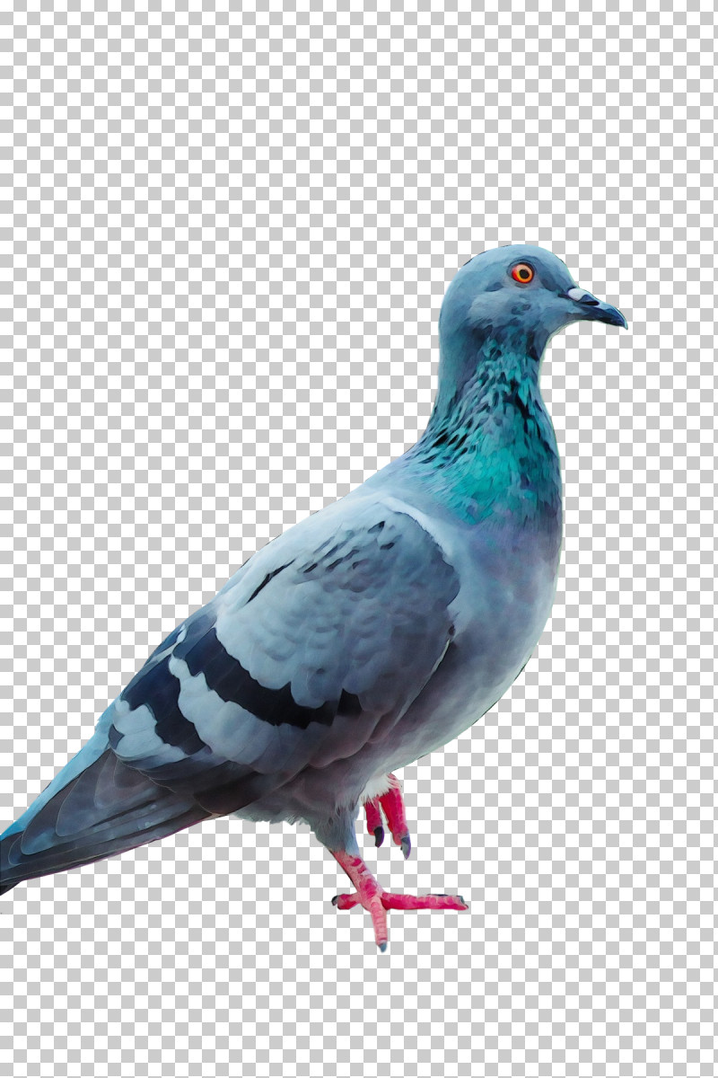 Columbidae Stock Dove Homing Pigeon Birds Racing Homer Png Clipart