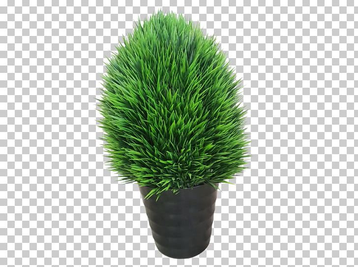 Flowerpot Grasses Houseplant Family PNG, Clipart, Family, Flowerpot, Grass, Grasses, Grass Family Free PNG Download