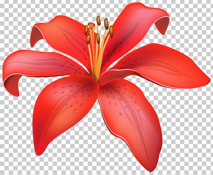 Lilium Candidum Flower Red PNG, Clipart, Clip Art, Cut Flowers, Desktop Wallpaper, Flora, Flower Free PNG Download