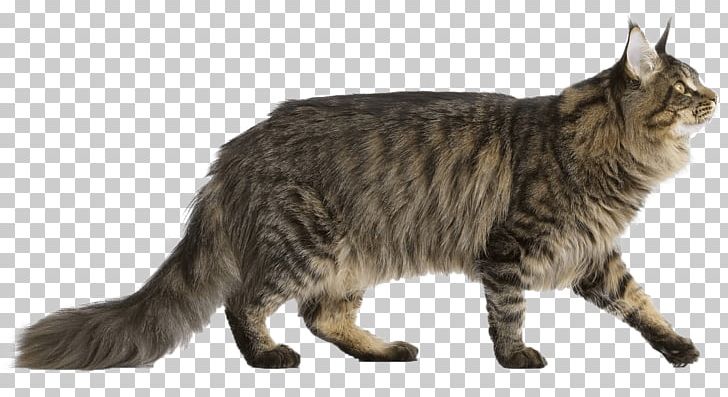 Maine Coon Norwegian Forest Cat Bengal Cat Persian Cat Kitten PNG, Clipart, American Bobtail, American Shorthair, American Wirehair, Animals, Asian Free PNG Download