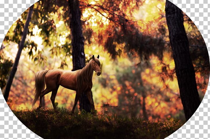 Mustang Stallion Pack Animal Freikörperkultur Sleeping Wolf PNG, Clipart, 2019 Ford Mustang, Autumn, Drowning, Fauna, Ford Mustang Free PNG Download