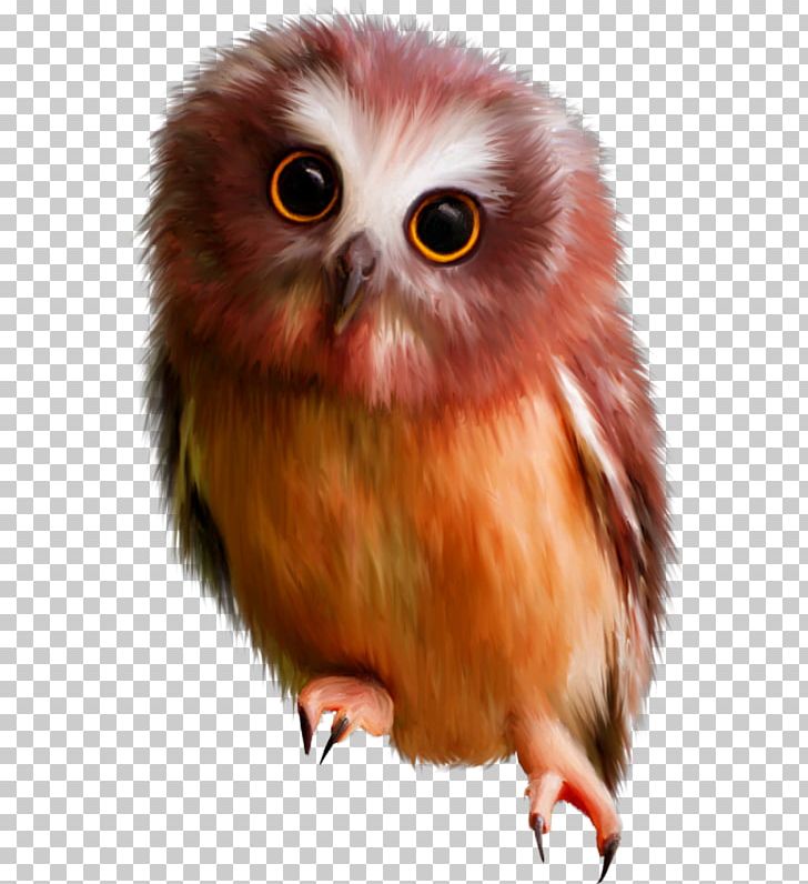 Owl Bird PNG, Clipart, Beak, Bird, Bird Of Prey, Brown Owl, Clip Art Free PNG Download