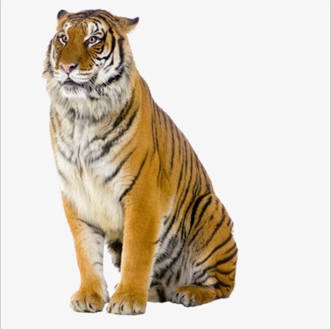 Tiger PNG, Clipart, Animal, Biological, Leopard, Lion, Tiger Free PNG Download