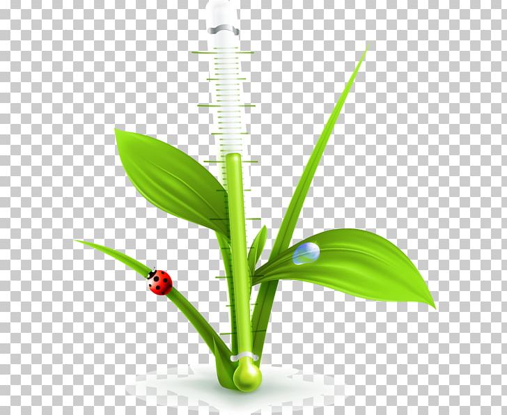 Tree Houseplant PNG, Clipart, Arecaceae, Caryota, Computer Icons, Eps, Grass Free PNG Download