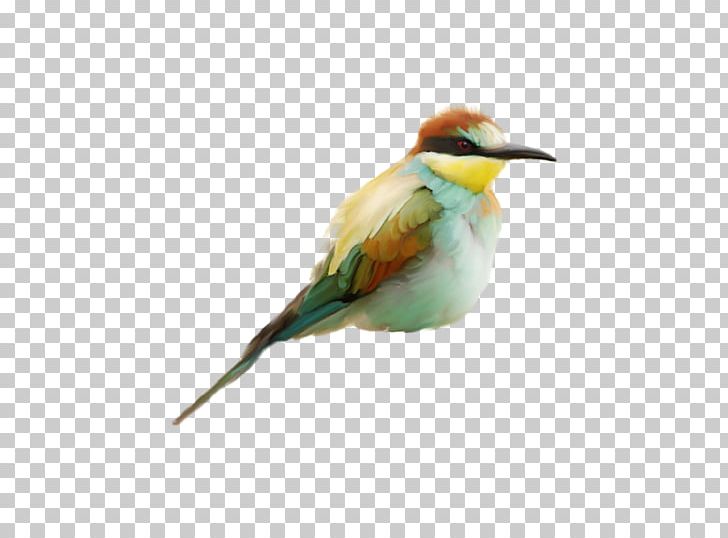 Bird Beak Heron White Stork Portable Network Graphics PNG, Clipart, Animals, Beak, Bee Eater, Beeeater, Bird Free PNG Download