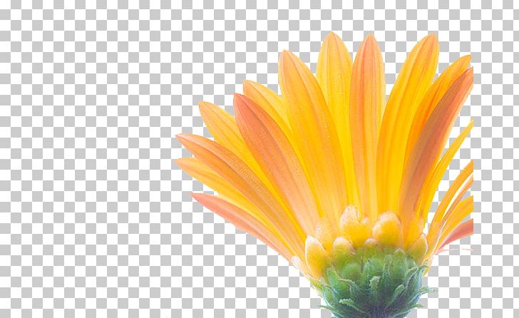 Common Sunflower Euclidean PNG, Clipart, Calendula, Chrysanths, Close, Closeup, Computer Wallpaper Free PNG Download