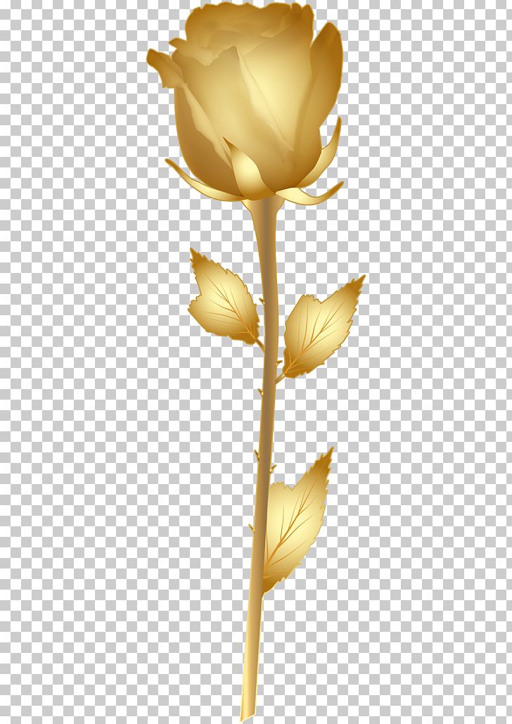 Gold Rose PNG, Clipart, Beautiful, Blue Rose, Clip Art, Clipart, Cut Flowers Free PNG Download