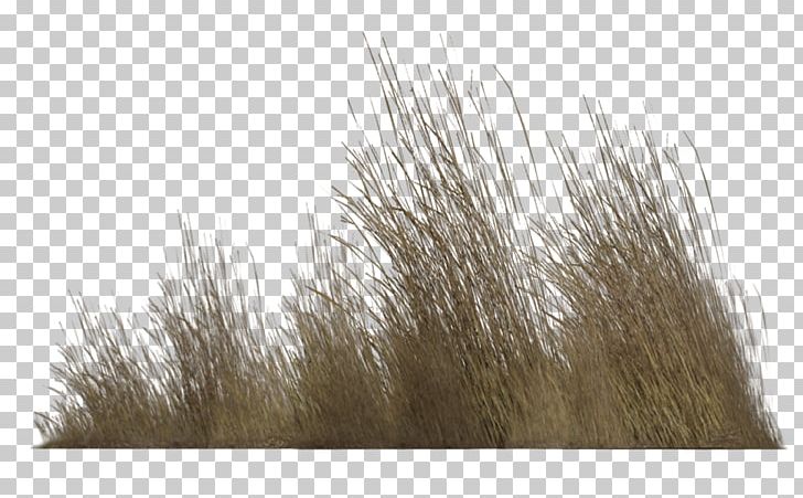 Populus Nigra Tree Shrub PNG, Clipart, Clip Art, Cottonwood, Desktop Wallpaper, Download, Grass Free PNG Download