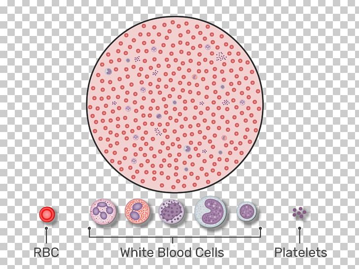 Red Blood Cell White Blood Cell Complete Blood Count PNG, Clipart, Area, Blood, Blood Cell, Blood Cells, Blood Test Free PNG Download