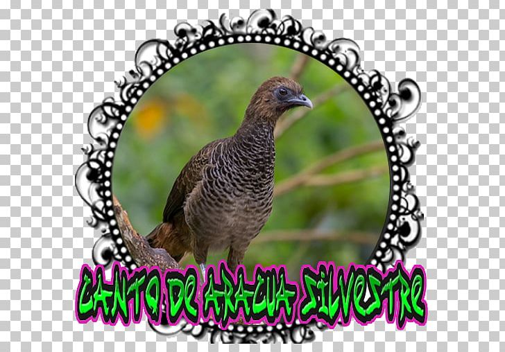 Android Singing Screenshot Poster PNG, Clipart, Android, Android Games, Apk, App, Beak Free PNG Download